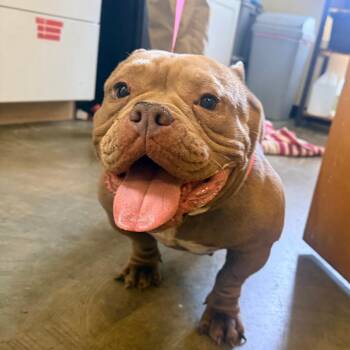 Mixed Breed and French Bulldog Dogs Available for Adoption in Corinth, Mississippi - Serena | PetCurious