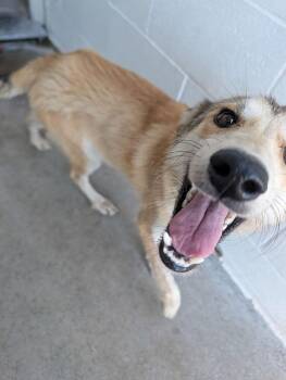 Scott #169 -  Shepherd Dog for Adoption in New Lexington, Ohio - Scott #169 | PetCurious