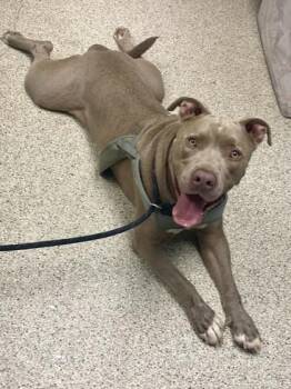 Hank Da Tank -  Pit Bull Terrier and Mixed Breed Dog for Adoption in Conway, Arkansas - Hank Da Tank | PetCurious