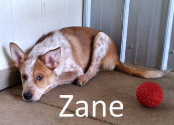 Rescue Australian Cattle Dog Blue Heeler and Shepherd Dogs for Adoption in Mountain View, Arkansas - Zane | PetCurious