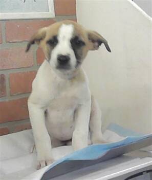 Labrador Retriever and Mixed Breed Dogs Available for Adoption - PRECIOUS | PetCurious