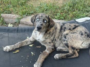 Merle Haggard -  Australian Cattle Dog Blue Heeler and Siberian Husky Dog for Adoption in Fenton, Missouri - Merle Haggard | PetCurious