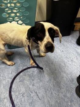 Dottie -  Mixed Breed Dog for Adoption in Charleston, South Carolina - Dottie | PetCurious