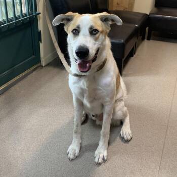 Sundance -  Husky and German Shepherd Dog Dog for Adoption in Pasadena, California - Sundance | PetCurious