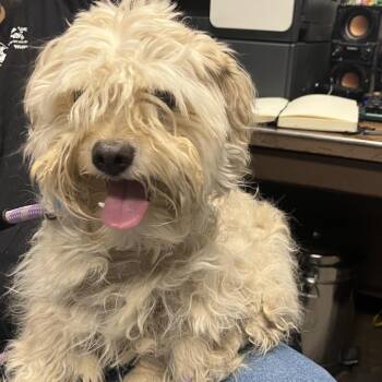 Mixed Breed Dogs Available for Adoption in Yuma, Arizona - Ottis | PetCurious