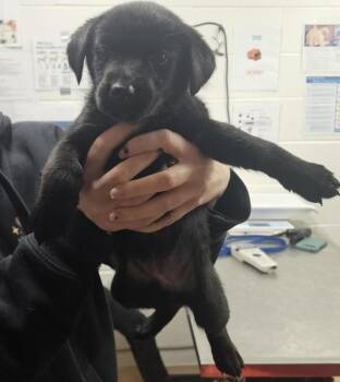 German Shepherd Dog and Labrador Retriever Dogs Available for Adoption in Pocatello, Idaho - Piper | PetCurious