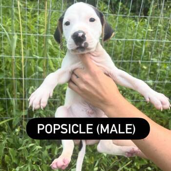 Popsicle -  Hound and Mixed Breed Dog for Adoption in North Charleston, South Carolina - Popsicle | PetCurious