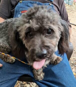 Poodle and Lhasa Apso Dogs Available for Adoption in Missouri City, Texas - Daxton WA14431-T | PetCurious