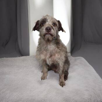 Luca -  Schnauzer and Poodle Dog for Adoption in Dallas, Georgia - Luca | PetCurious