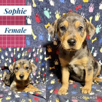 Catahoula Leopard Dog Dogs Available for Adoption in Manchester, Connecticut - Sophie | PetCurious