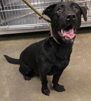 Basset Hound and Labrador Retriever Dogs Available for Adoption in Murphysboro, Illinois - Low Rider | PetCurious