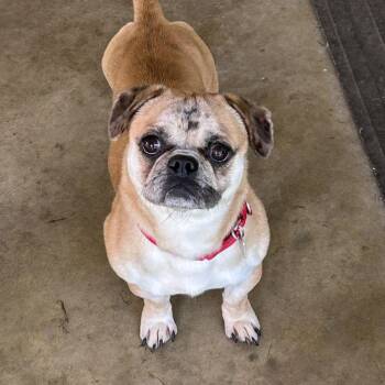 Buster Brown -  Pug and Dachshund Dog for Adoption in Barrington, Illinois - Buster Brown | PetCurious