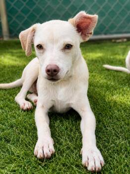 COHAN -  Terrier and Chihuahua Dog for Adoption in Vaughan, Ontario - COHAN | PetCurious