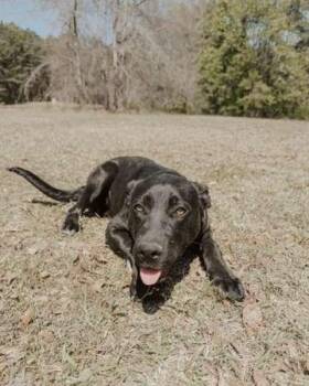 German Shepherd Dog and Labrador Retriever Dogs Available for Adoption in Attalla, Alabama - Gummie Bear | PetCurious