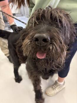 Labradoodle Dogs Available for Adoption in Ashland, Virginia - Ozzy | PetCurious