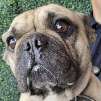 French Bulldog and Mixed Breed Dogs Available for Adoption in Tacoma, Washington - Timmy | PetCurious