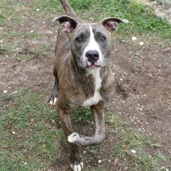 Maximus -  Pit Bull Terrier Dog Available for Adoption in Austin, Texas - Maximus | PetCurious