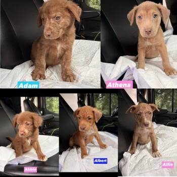 A litter -  Collie Dog for Adoption in Seaside Heights, New Jersey - A Litter | PetCurious