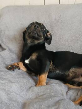 Chihuahua and Dachshund Dogs Available for Adoption in Fort Worth, Texas - Rango | PetCurious