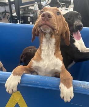 Rescue Mixed Breed Dogs for Adoption in Dallas, Texas - BIG RED | PetCurious