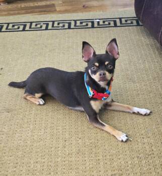 Piper -  Chihuahua Dog for Adoption in Council Bluffs, Iowa - Piper | PetCurious