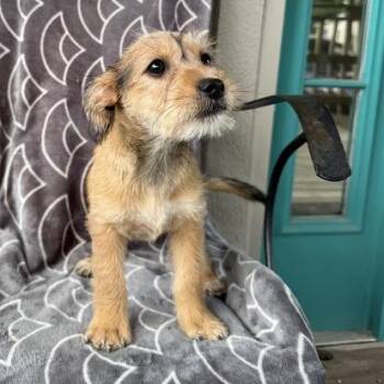 Small Sous Chef -  Terrier and Mixed Breed Dog for Adoption in Carencro, Louisiana - Small Sous Chef | PetCurious