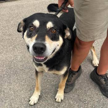 Jasper -  Mixed Breed Dog for Adoption in Huntington, West Virginia - Jasper | PetCurious
