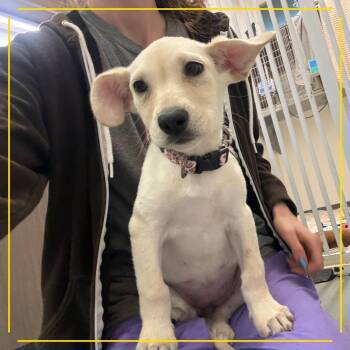 Prosecco -  Labrador Retriever and Mixed Breed Dog for Adoption in Austin, Texas - Prosecco | PetCurious