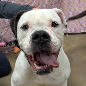 American Bulldog Dogs Available for Adoption - Medusa | PetCurious