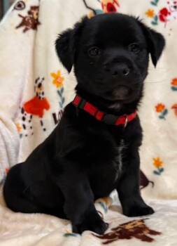 Wirehaired Terrier Dogs Available for Adoption - Amore | PetCurious