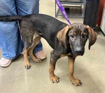Hound Dogs Available for Adoption in Mason City, Iowa - Jimmy Dean | PetCurious