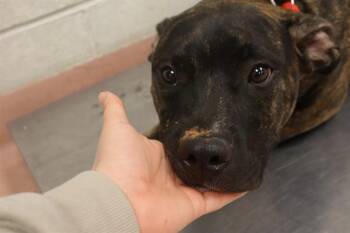 Mixed Breed Dogs Available for Adoption - SCOOTER | PetCurious