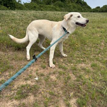 Nova -  Great Pyrenees Dog for Adoption in Glenpool, Oklahoma - Nova | PetCurious