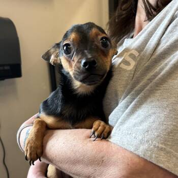 Mixed Breed Dogs Available for Adoption in Oak Brook, Illinois - Link | PetCurious