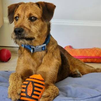 Chewy -  Terrier Dog for Adoption in Livingston, Texas - Chewy | PetCurious