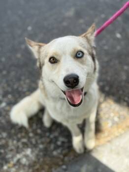 Rescue Siberian Husky Dogs for Adoption in Cottonwood Heights, Utah - Mama Spice | PetCurious