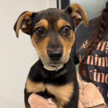 Tige -  Shepherd and Mixed Breed Dog for Adoption in Abilene, Texas - Tige | PetCurious
