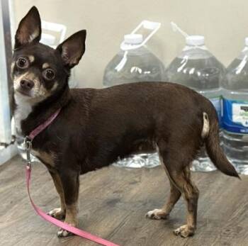 Jade -  Chihuahua and Mixed Breed Dog for Adoption in Palm Coast, Florida - Jade | PetCurious