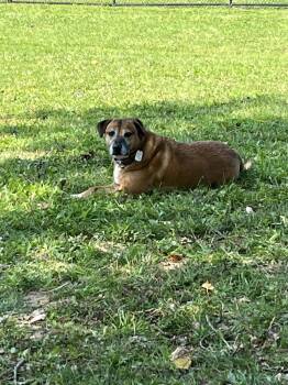 Daisy -  Black Mouth Cur Dog for Adoption in Clay, New York - Daisy | PetCurious