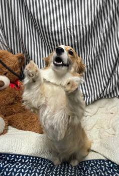 Corgi Dogs Available for Adoption in Fort Worth, Texas - Raul | PetCurious