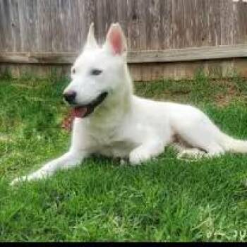 Rescue Shepherd Dogs for Adoption in Saint George, Vermont - Blancita | PetCurious
