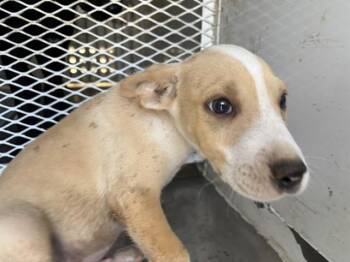 Dollop- URGENT -  Pit Bull Terrier Dog for Adoption in Thousand Oaks, California - Dollop- URGENT | PetCurious