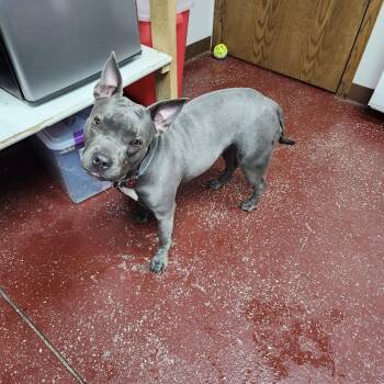 Fritti -  Pit Bull Terrier Dog for Adoption in Fargo, North Dakota - Fritti | PetCurious