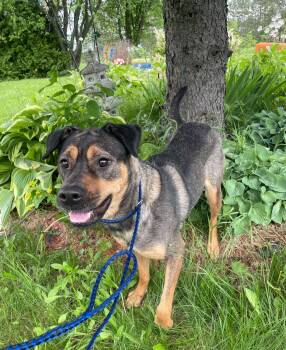 Mona -  Shepherd and Rottweiler Dog for Adoption in Toronto, Ontario - Mona | PetCurious
