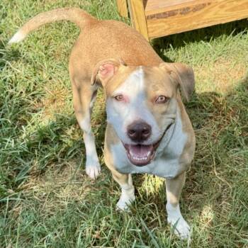 CANDY -  Staffordshire Bull Terrier and Mixed Breed Dog for Adoption in Houston, Texas - CANDY | PetCurious