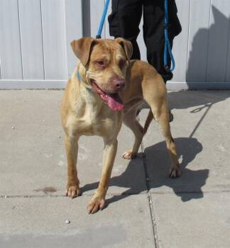 Rescue Pit Bull Terrier and Mixed Breed Dogs for Adoption in Louisville, Kentucky - ZIZZER ZAZZER ZUZZ | PetCurious