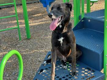 Rescue German Shepherd Dog and Mixed Breed Dogs for Adoption in Houston, Texas - A645306 | PetCurious
