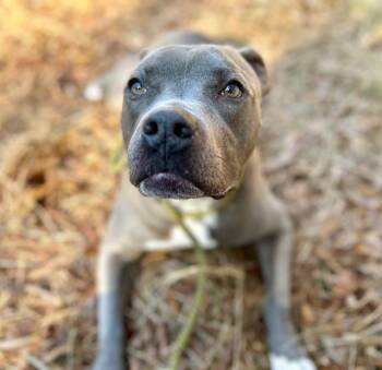 Pit Bull Terrier Dogs Available for Adoption - RYLO | PetCurious