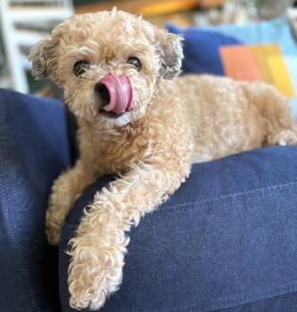 Maltipoo Dogs Available for Adoption - Abigail | PetCurious