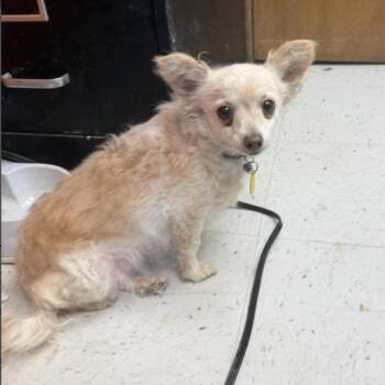 April -  Chihuahua Dog for Adoption - April | PetCurious